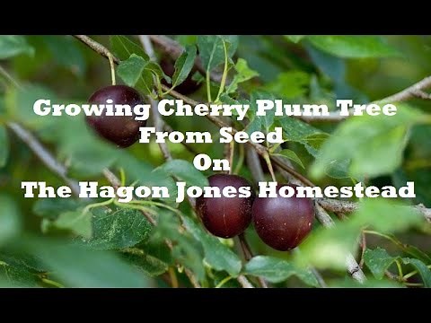 Growing Cherry Plum from Seed @ The Hagon Jones Homestead