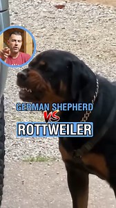 Who's going to win this battle, the German Shepherd or the Rottweiler?!⁣ ⁣ The general public would be thinking about which breed will win this battle, but that isn't the ideal way to look at this.⁣ ⁣ What matters to dogs most is energy.⁣ ⁣ The German Shepherd here who claimed the food with stronger energy could have easily been a Chihuahua or Pomeranian.⁣ ⁣ For years, the strongest member of @cesarsway pack that always included at least a pitbull was a Chihuahua named Coco and then became a Pom