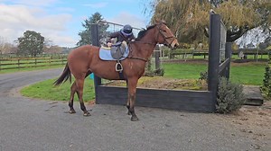 15K views · 300 reactions | Eeyore is quite happy to stand politely while you clamber on too. | EventStars Ltd | Facebook