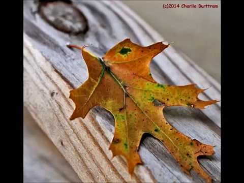 Willie Nelson and Lee Ann Womack - "Mendocino County Line"