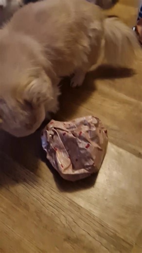 rico..opening his xmas presents.. lol #dog #christmas2025🎅🎄🎄 #december2025