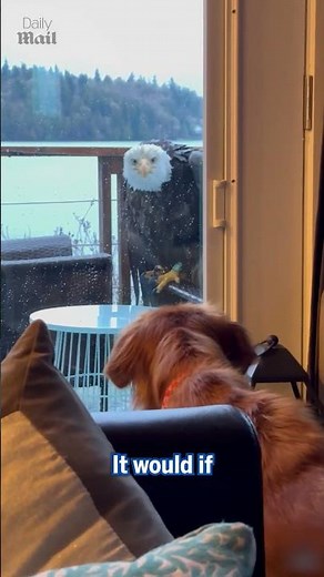 Bald eagle stares down family dog