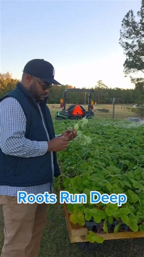 Roots Run Deep in this red clay ground 🌱 What was planted in the past still flows in my veins. This one’s for the farmers, the dreamers, and the ones who never gave up. 💪🏾 #RootsRunDeep #BrowntownFarms #SoilToSoul #CountryCool #FarmCloth #Homegrown #SouthernSoul #BrowntownStrong #BlackFarmCrew #FromTheLand #CountryBoy #FarmLife #SoulFoodCulture | Browntown Farms