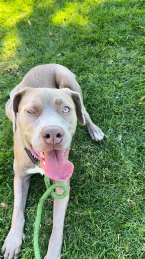 21 reactions |  Meet Our Gorgeous Girl — IEPA-A-18177! 1-year-old |...