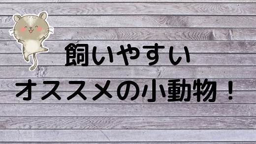 【永久保存版】1番なつく小動物って？オススメの懐くペット10選を徹底解説！ | わんたび for ててらぼペット部