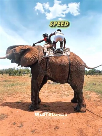 iShowSpeed thinks he did the first backflip on an Elephant🤐🥶
