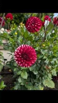 Point Defiance Dahlia Trial Garden Visit Part 3 | My Avalon Garden