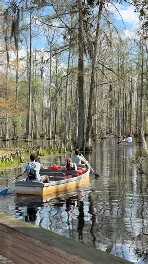 Remember the boat scene from the movie Notebook? It was shot here. @cypress_gardenssc is a beautiful place to explore the nature and they have a mini zoo and the boat rides are free, but the last boat is at 4:15pm so better get in the line early and yeah watch out for Alligators 🐊 . . . . . #CypressGardens #SouthCarolina #Notebookmovie #charleston #boating #boatride #nature #swamps #beauty | IndieOpus