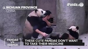 These adorable pandas refuse to take their medicine | NowThis