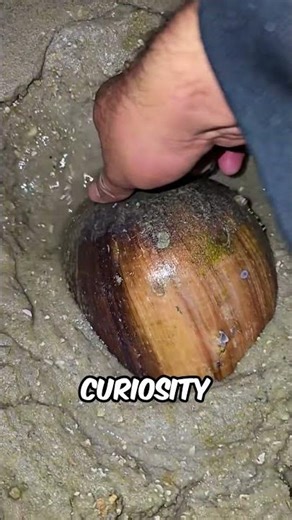 That's Not a Coconut?! 🤯