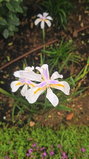 Elegant African Iris after the rain 🌸 Mallorca