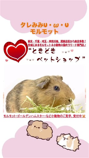 タレみみモルモットU・x・Uモルモット・ゴールデンハムスター・小動物専門ブリーダー直譲【ときどきペットショップ】 #モルモット #guineapig #かわいい動物