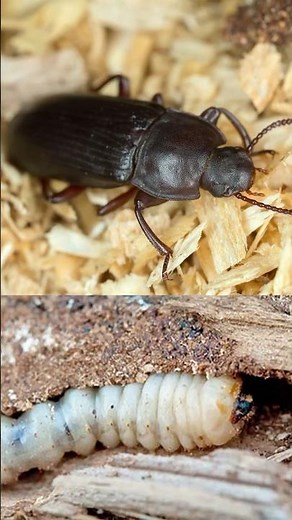 Are you dealing with Wood-Boring Beetles? Signs of Woodworms | DoMyOwn.com #woodboringbeetle