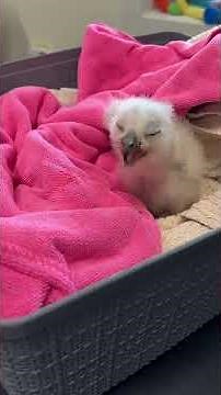 Athena the owl’s surviving chick rescued by Austin Wildlife Rescue