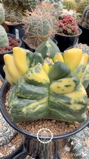 What makes this Astrophytum myriostigma a garden favorite? It’s all in the genetics. Here is the breakdown of this rare form: cv. Kikko: Named after the Japanese word for "tortoise shell," referring to the notched, geometric rib structure. Nudum: A form characterized by the absence of the typical white "flocking" or dots, leaving the skin smooth. f. Variegata: A genetic mutation where parts of the plant lack chlorophyll, creating those striking yellow sectors. At Potted Happiness, we appreciate 