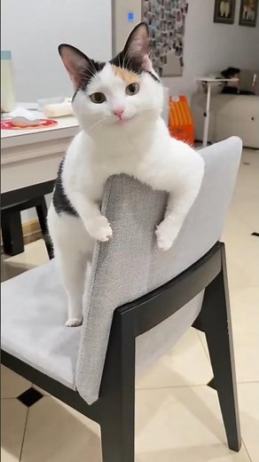 Adorable Smiling Cat That Will Melt Your Heart – Funny Cute Cat Moments #cat #cats