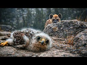 A Injured Baby Falcon, a Waiting Predator, and One Man’s Choice #falcon #rescue #animals