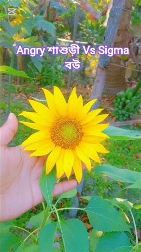 সূর্যমুখী ফুল🌺🌺 #shortvideo #cooking #dailyvlog #recipe