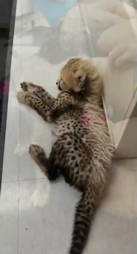 Cheetah Cub Rozi Meeting Her New Puppy Companion - Cincinnati Zoo #shorts