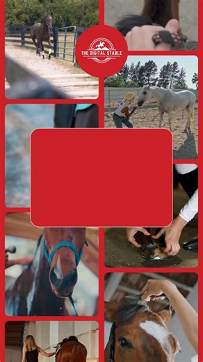 🤔 Groundwork, grooming, riding — where do you even start? When horse education feels scattered, progress slows down. Too many topics, no clear order, no single system. 🐎 The Digital Stable brings everything together in one complete bundle — from beginner basics to advanced exercises, all ready to teach and easy to follow. ✨ What you get in one place: ✅ Groundwork, grooming & riding fundamentals ✅ Structured lessons that build in the right order ✅ Visual posters & worksheets for clear understan