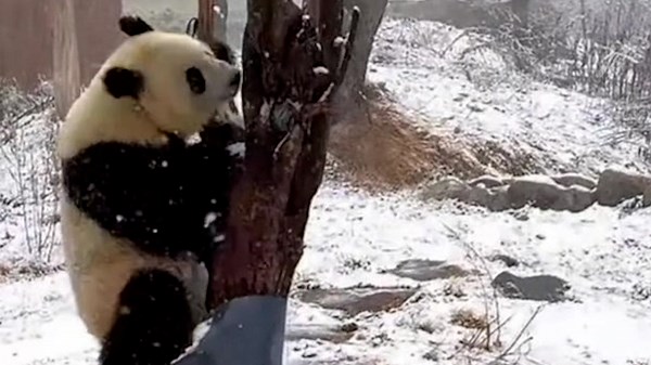 Giant pandas have the time of their life playing in the snow