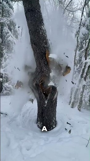 Are trees actually Exploding?