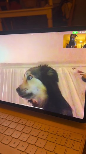 When You Really Miss Your Bestie - Heartwarming Dog Moments