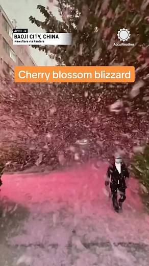 Romantic or miserable? 🌸🌸 Strong winds caused cherry blossoms to cascade down from trees creating a 'cherry blossom blizzard' on a university campus in Baoji City, China.⁣ ⁣ #cherryblossoms #trees #wind #windy #storm #weather #wild #extremeweather #fyp