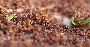 The anthill is teeming with ants, super macro. The observation of nature and creatures. View of animal insect wildlife. Ants nest. Fire ants working on ground. Hundreds of fire ants swarm their mound