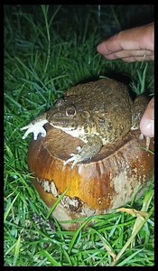 Wow😱 This BIG BULLFROG jump SO FUNNY😂😁 #jumping #funnyanimals #funny #animals
