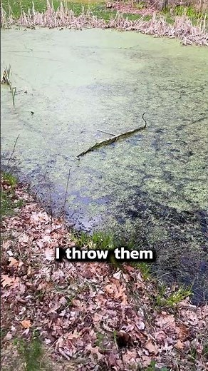 How to Kill Mosquitoes in Your Pond 🦟