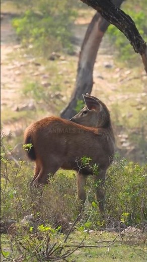 Majestic Sambar Deer Spotted in the Wild Rare Forest Wildlife Moments