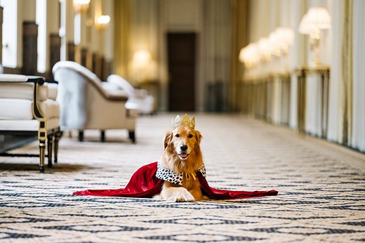 Come Find Out the Best Pet-Friendly Hotel in Your State