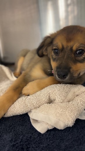 14K views · 503 reactions | Dobby is patiently waiting for her spay...