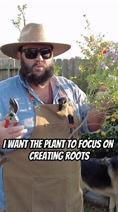 5.3K views · 907 reactions | Propagating Texas Sage! | Texas Garden Guy | Facebook