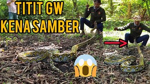 19K views · 425 reactions | Python besar ini meresahkan warga | Amar pd | Facebook