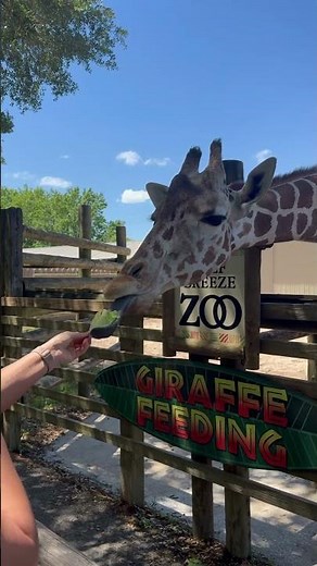 Giraffe feeding at the Zoo! 🦒