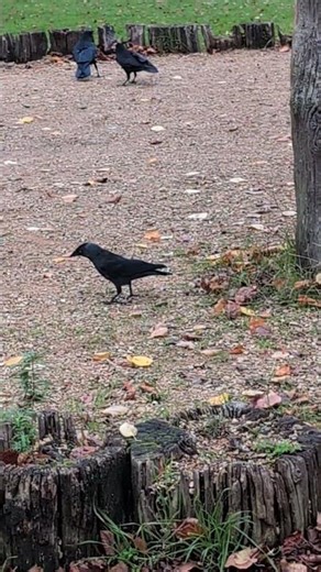 Two jackdaws and two crows