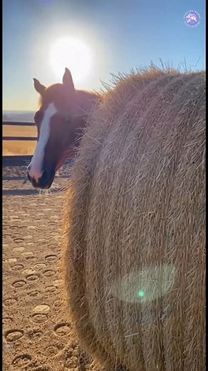 Beautiful spotted Appaloosa horse standing in a natural mountain valley—strong, unique, and eye-catching. #AppaloosaHorse #SpottedHorse #HorseLovers #BeautifulHorse | Noble Mane