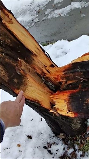 The Split Risk: Included Bark Leads to Tree Failure!