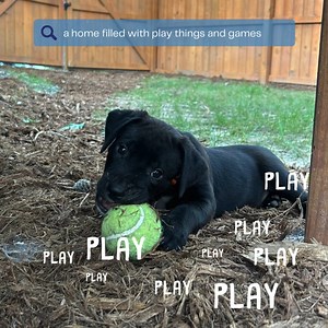 The MLB pups are adoptable! Bring yours home today... | Peak Lab Rescue