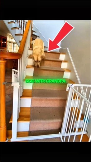 Dog and grandpa bond