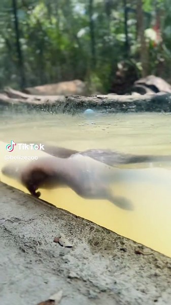 Meet Neo the Neotropical River Otter! 🦦 Neo was first brought to the Belize Zoo in April 2022 after being found alone on the banks of the Sittee River. He now has his own habitat at the Zoo and loves to meet visitors. Come visit him today! #belize #belizezoo #fyp #parati #riverotter