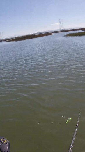 12 reactions | It’s hard to beat a swim jig when chasing striped...