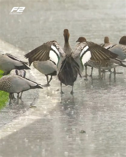 10K views · 221 reactions | WEEKEND REWIND! ⏪ Race through all the action from Round One of the 2025 F2 season ‍♂️ | FIA Formula 2 | Facebook