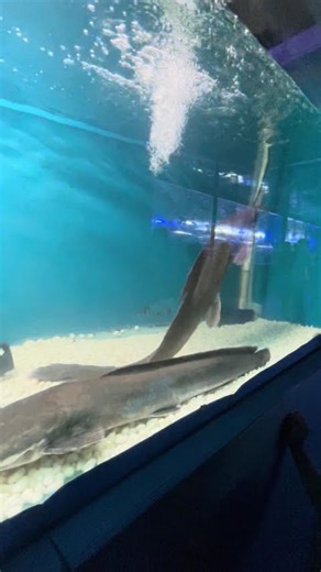 “Real” Life Example of straight angle and Obtuse angle | Fish life🐠 🐟