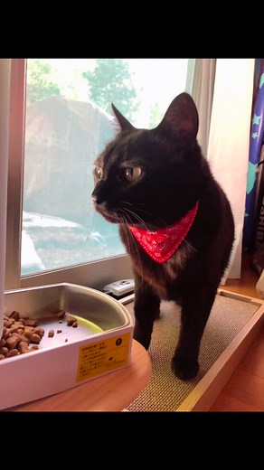 初めて動画作りました。保護猫のぶんちゃん(女の子)です！ #猫 #猫可愛い #黒猫 #保護猫