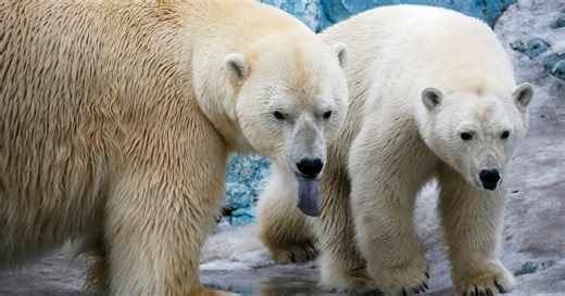 Polar bears under threat as glaciers melt faster