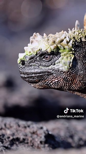 Discover the Real-Life Godzilla Iguana of Galapagos