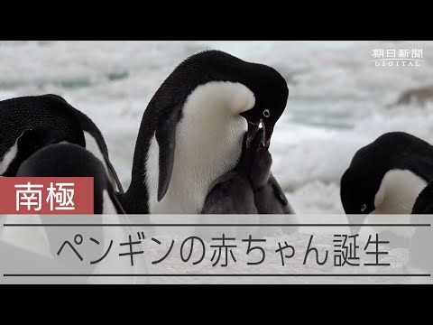 ペンギン赤ちゃん、南極の短い夏を告げる小さな命の誕生
